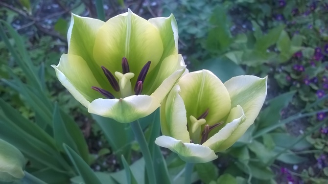 Zielone tulipany:)