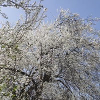 białe pachnące drzewka