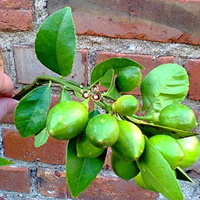 Cytryna Meyera owoce