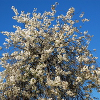 Drzewo kwitnące na biało