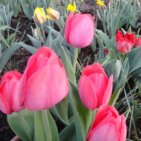 Dziś festiwal tulipanów-na początek czerwone