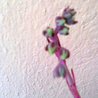 Eszeweria - Echeveria pąk kwiatowy