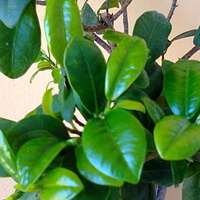 Fikus tępy rośnie jak na drożdżach (Ficus ginseng)
