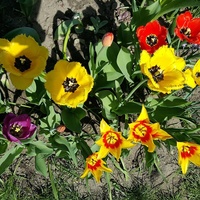 3500zdjęcie gromadka tulipów....