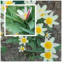 Kępka tulipanów w trzech kolorach...