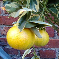 Kalamondyna Variegata owoce