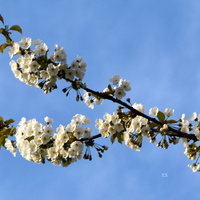 Kwitnąca gałązka czereśniowa