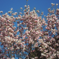 kwitnące magnolie