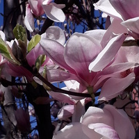 Magnolia u sąsiadów.......