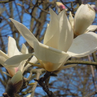magnolia....