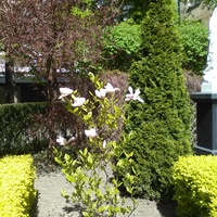 Magnolie w moim ogródku