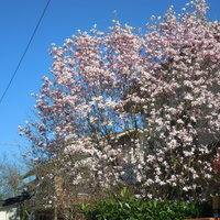 magnolie...