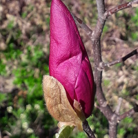 Moja magnolia;-)