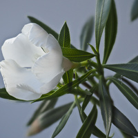 Oleander...