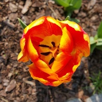 parkowy tulip