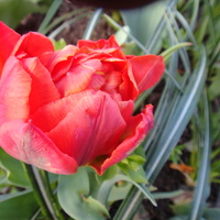 Pełny tulipan..
