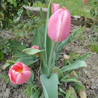 Pierwsze różowe tulipany...