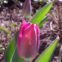 Pierwsze tulipanki;-)
