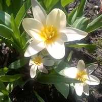 Pierwsze tulipany