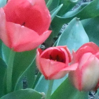**pierwsze tulipany**