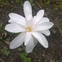Pierwszy kwiat      