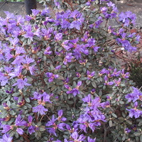 Rhododendron Mini - 