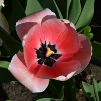 Tulipan w Warszawskim Ogrodzie Botanicznym.