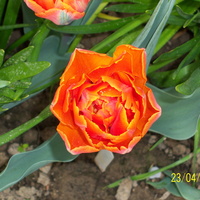 tulipan......