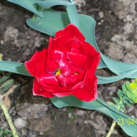 tulipan.......,