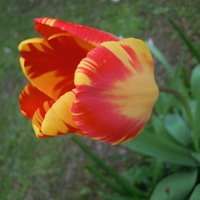 tulipanik...