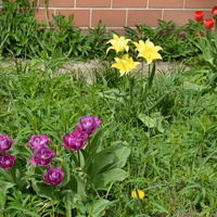 Tulipany na wolnym wybiegu