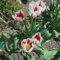 Tulipany w ostatnim kolorze,ale gdzie są czarne?