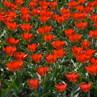 Tulipany w Warszawskim Ogrodzie Botanicznym.