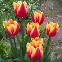 Tulipany    