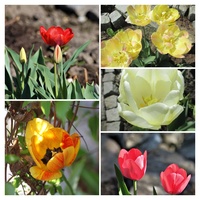 Tulipki ......:):)