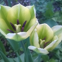 Zielone tulipany:)