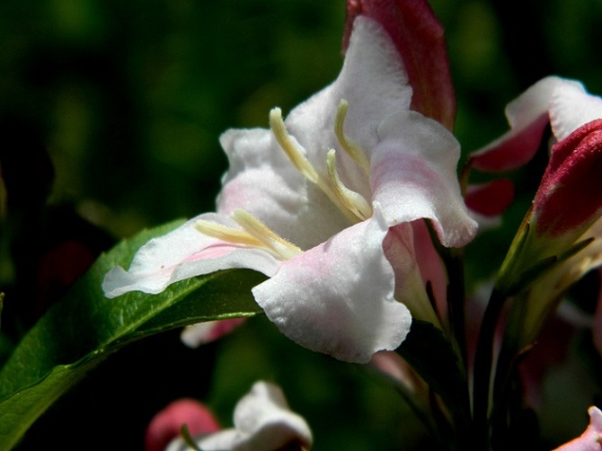 Biały kwiat krzewuszki:)