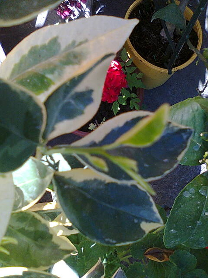Kalamondyna variegata