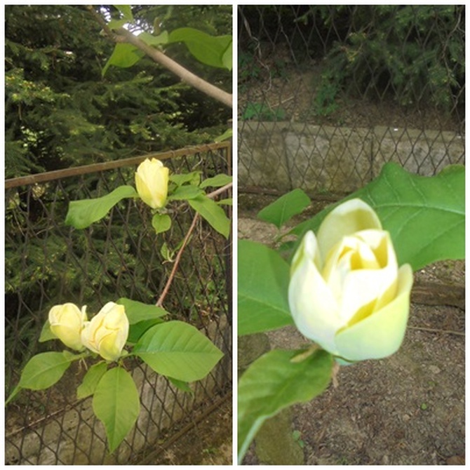 Magnolia ;Yellow Bird;
