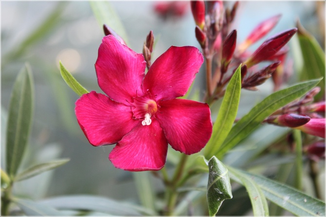 Oleander czerwony...