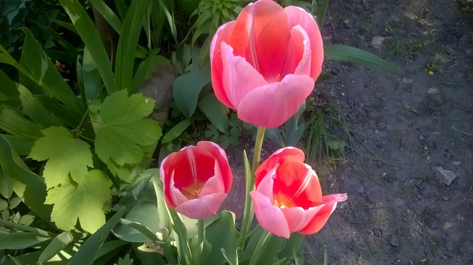 Ostatnie tulipany