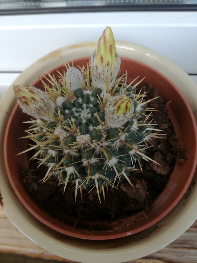 początki rozkwitu kaktusika