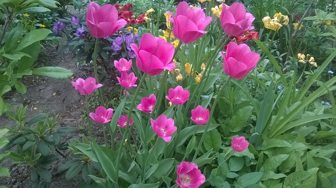 Tulipany jeszcze kwitną