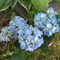 Błękitna hortensja ogrodowa...