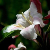 Biały Kwiat Krzewus
