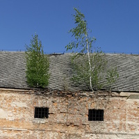 drzewa na dachu w pewnej wsi