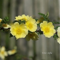 Golden Rose of China (Złota Róża Chin)...