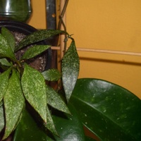 Hoya Parviflora Splash