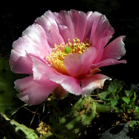 Kaktusowa Pięknoś