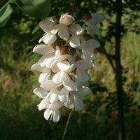 Kwiat akacji